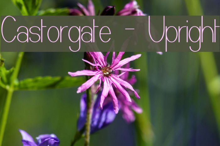 Castorgate - Upright フォント examples