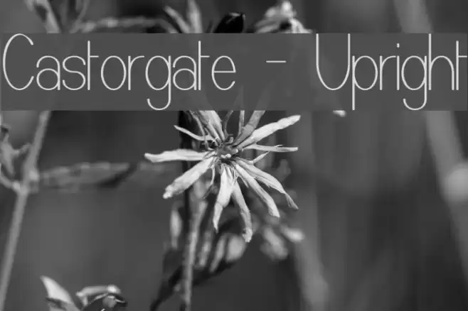 Castorgate - Upright フォント examples