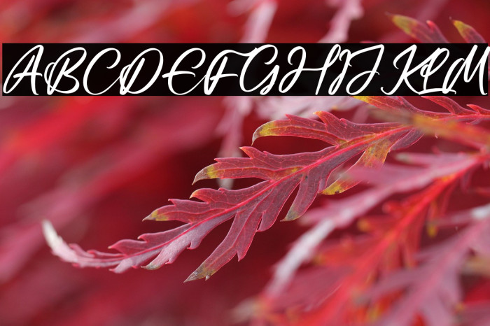 Casttelo Signature Example 3