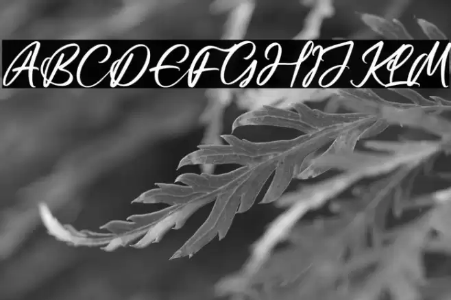 Casttelo Signature Font examples