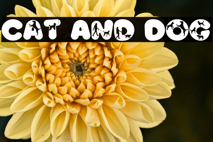 Cat And Dog Example 2