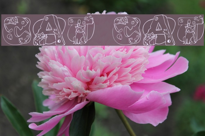 Cat Cat Font examples