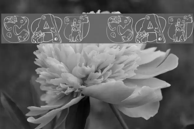 Cat Cat خط examples