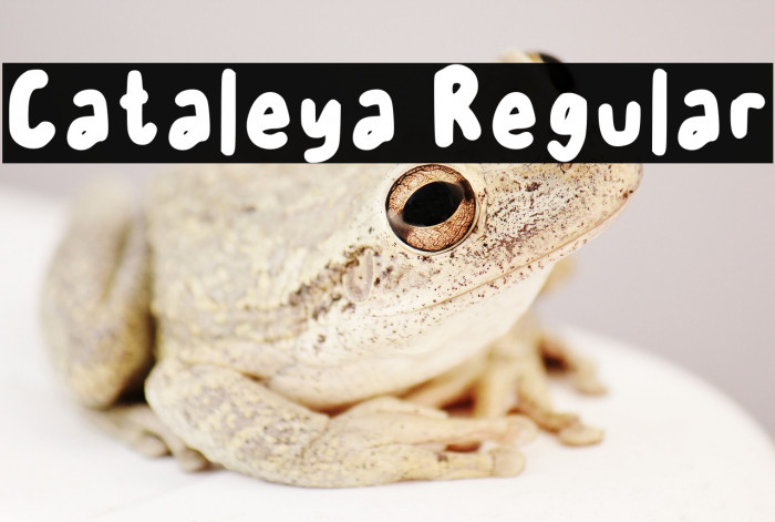 Cataleya Regular Example 3
