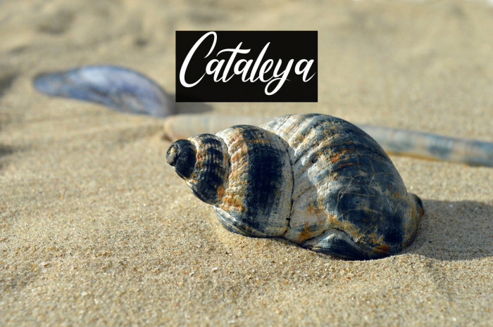 Cataleya Example 3
