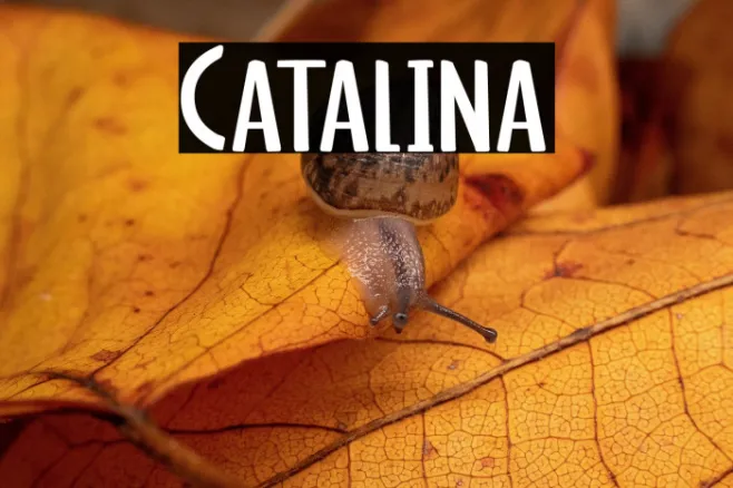 Catalina Example 3