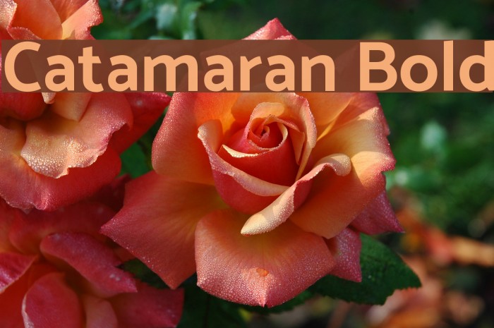 Catamaran Bold Font examples