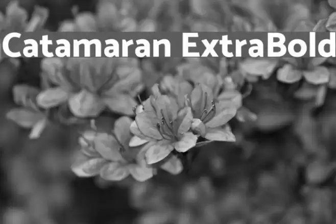 Catamaran ExtraBold Font examples