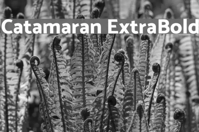Catamaran ExtraBold Font examples