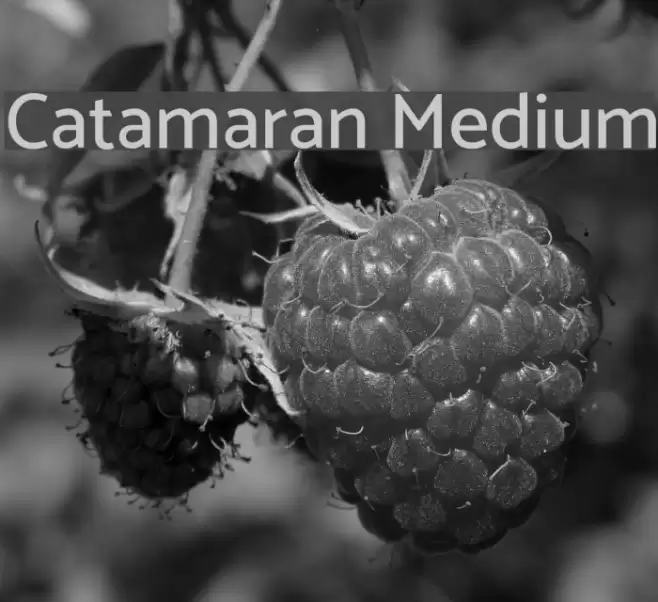 Catamaran Medium Font examples