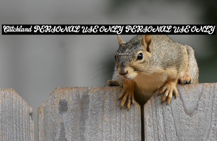 Catchland PERSONAL USE ONLY PERSONAL USE ONLY Example 2