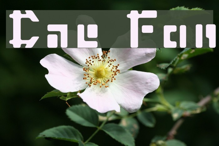 Cater Font examples