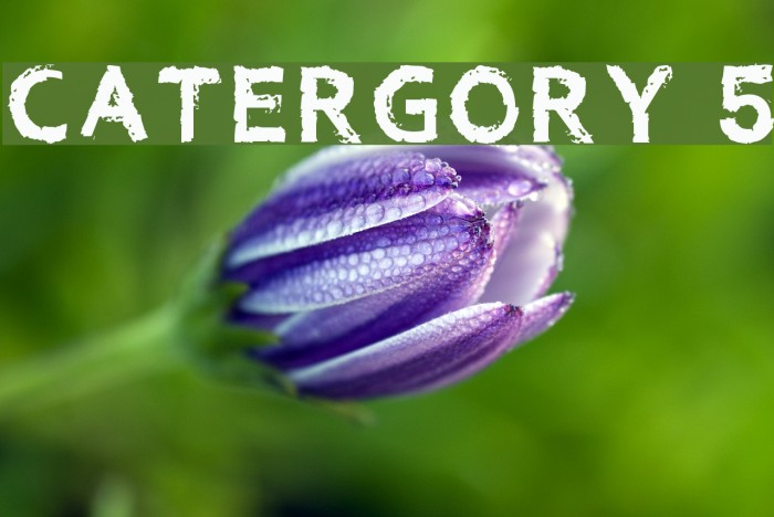 Catergory 5 Caratteri examples