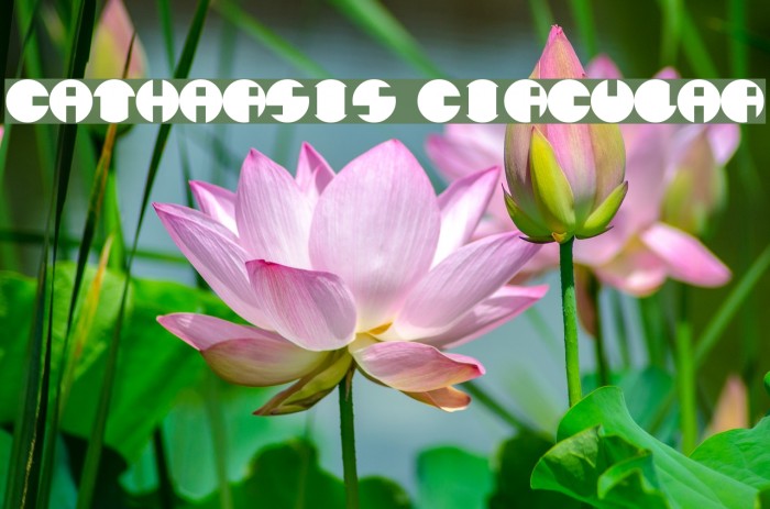 Catharsis Circular Font examples