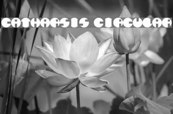 Catharsis Circular Font examples