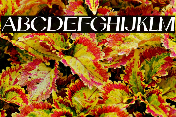 Catilde-Italic Example 2