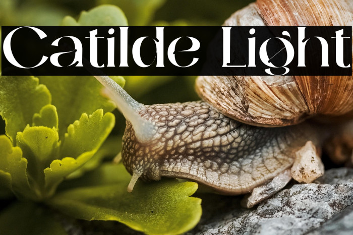 Catilde Light Example 1