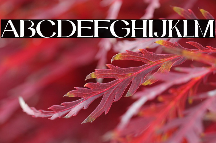 Catilde-Regular Example 2