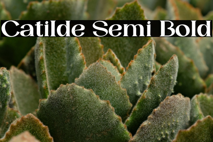 Catilde Semi Bold Example 1