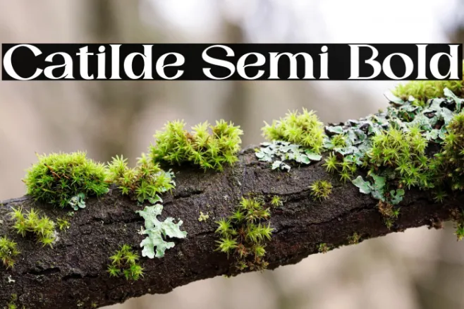 Catilde Semi Bold Example 3