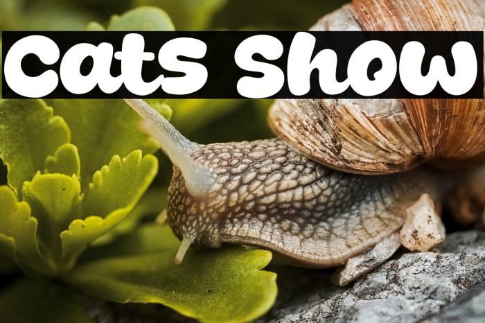 Cats Show Example 1