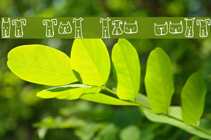 Cats and Dogs Regular Example 3