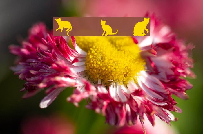 Cats vs Dogs LT Font examples
