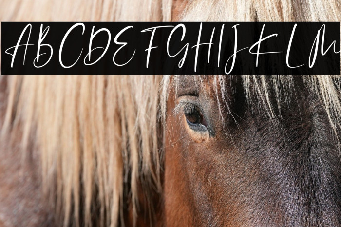 Catthy Wellingten Example 3