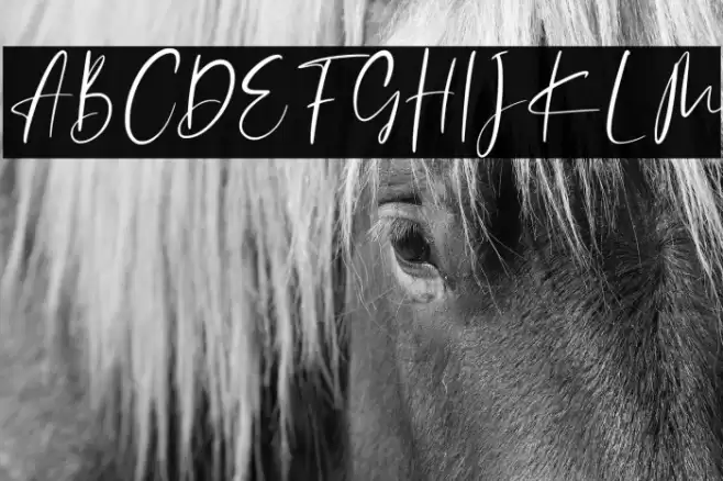 Catthy Wellingten Font examples