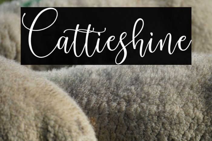 Cattieshine Example 3