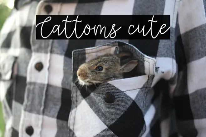 Cattoms cute Example 1