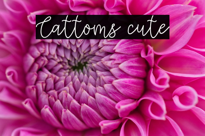 Cattoms cute Example 3