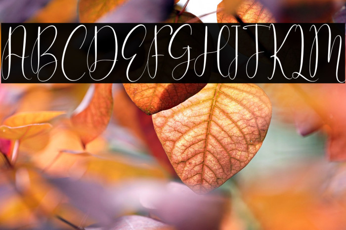 Cattya Brown Example 1