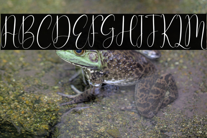 Cattya Brown Example 2