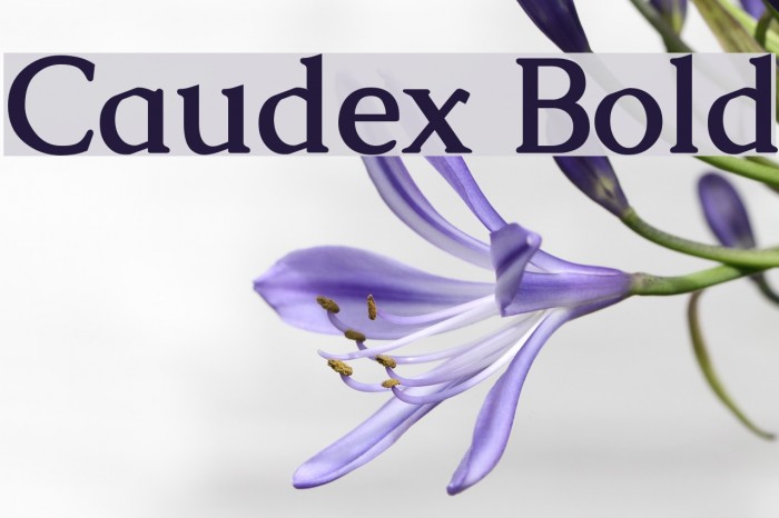 Caudex Bold Font examples