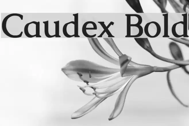Caudex Bold Font examples