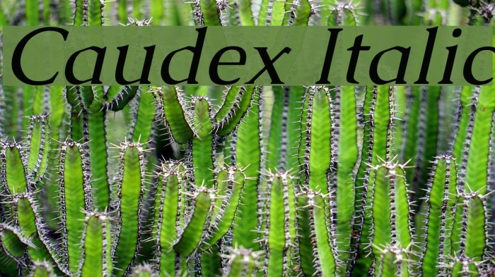 Caudex Italic Font examples