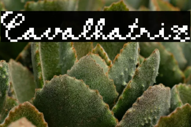 Cavalhatriz Example 2