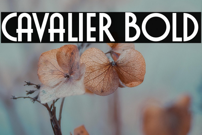 Cavalier Bold Example 2