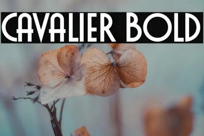 Cavalier Bold Example 2
