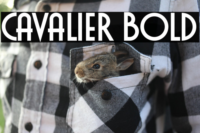 Cavalier Bold Example 3