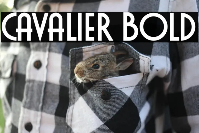 Cavalier Bold Example 3