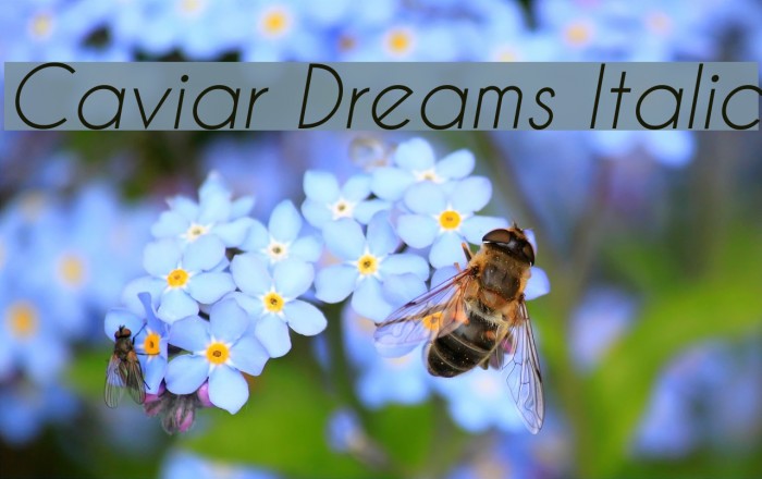 Caviar Dreams Italic Font examples