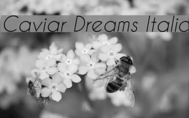 Caviar Dreams Italic examples