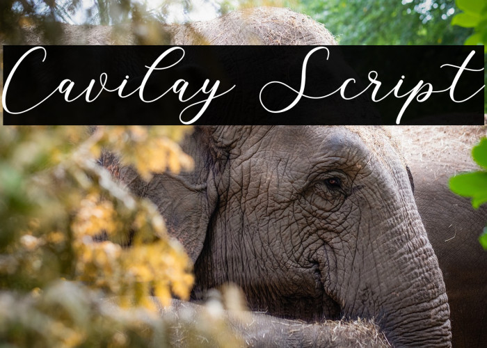 Cavilay Script Example 3