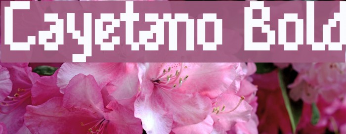 Cayetano Bold Font examples