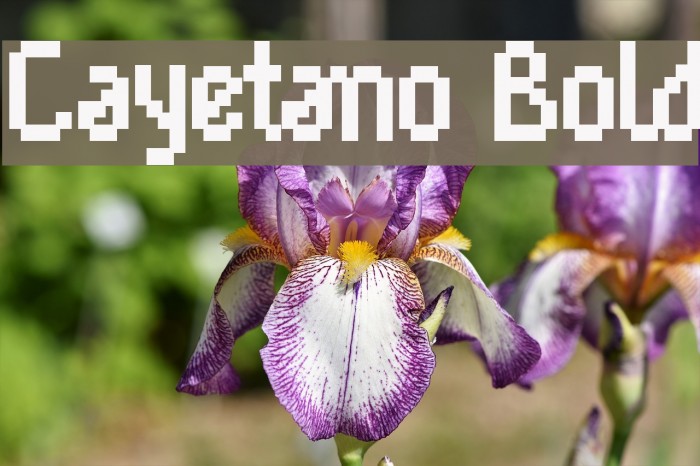 Cayetano Bold Font examples