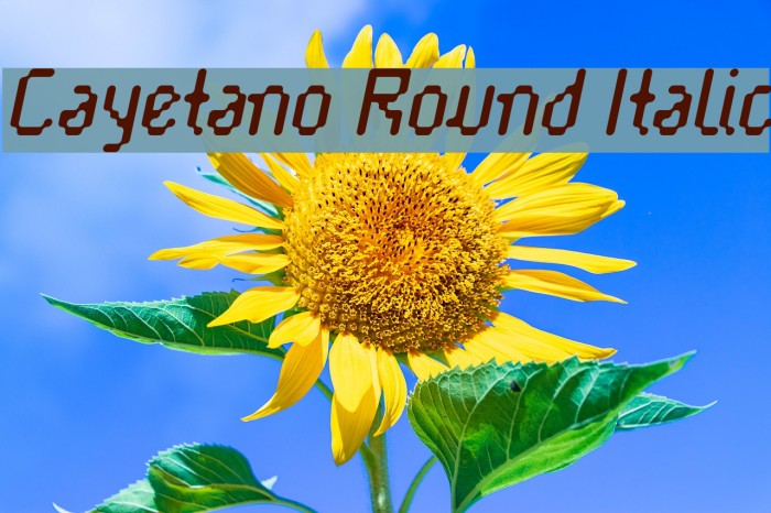 Cayetano Round Italic Font examples