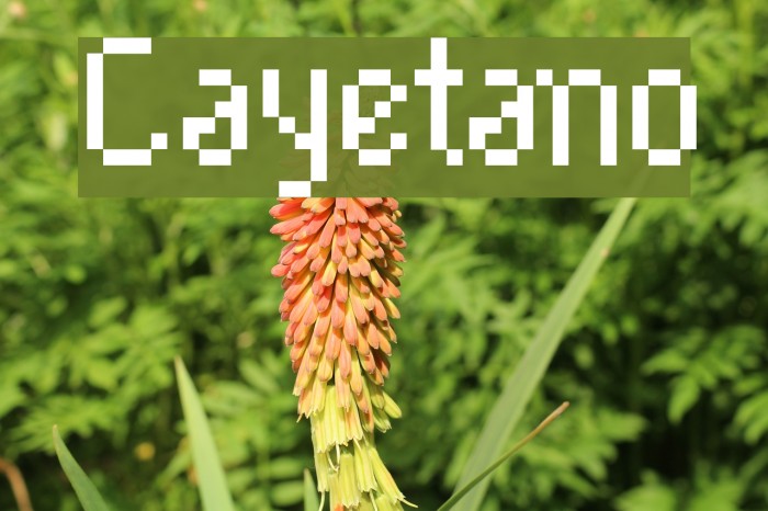 Cayetano Font examples