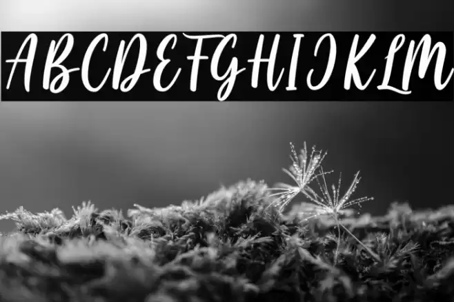 Cayla Stylish Font examples